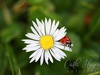 Carla Hegener Fotografie - Ladybird